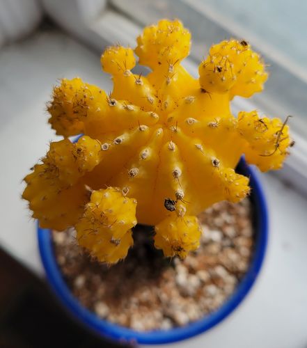 Customer photo review of Moon Cactus Yellow | Gymnocalycium mihanovichii freidrichii