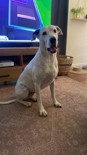Customer photo review of Hemp Seed Oil for Dogs (200ml)