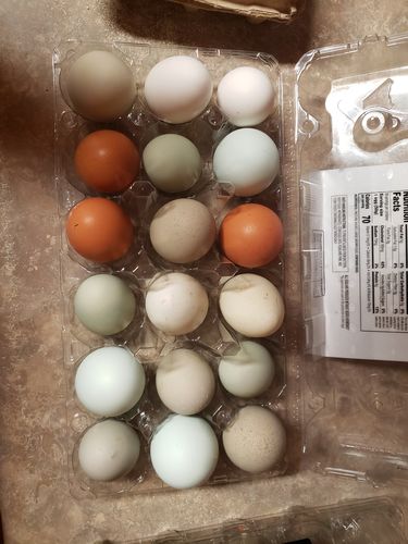 Customer photo review of GrubTerra Dried Black Soldier Fly Larvae