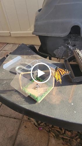 Customer video review of Classic Live Monarch Butterfly Chrysalis Box