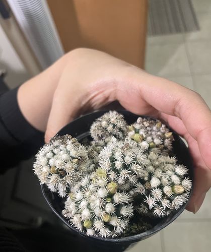Customer photo review of Arizona Snowcap | Mammillaria gracilis fragilis monstrose