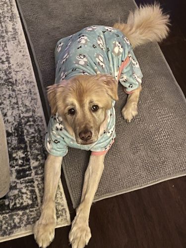 Customer photo review of SUPER Organic Coconut CBD Oil : Hip & Joints Health / Skin & Coat : 4 oz - 4,000 mg