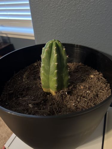 Customer photo review of San Pedro Cactus | Echinopsis pachanoi