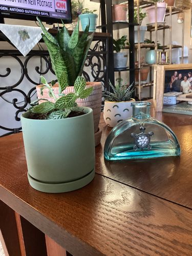 Customer photo review of The Vaguely Vogue - Pot & Saucer