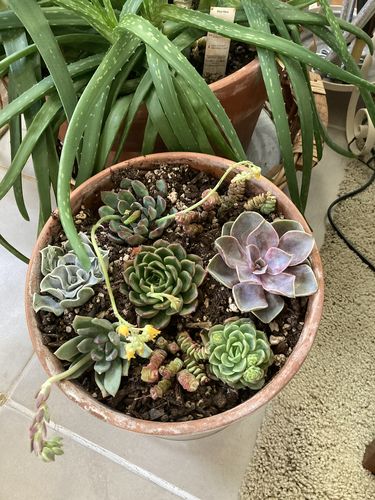 Customer photo review of Succulent Cuttings Variety Pack | Live Succulent Cuttings