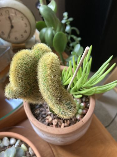Customer photo review of Golden Crested Moon Cactus | Hildewintera aureispina