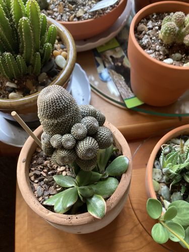 Customer photo review of Rebutia Moon Cactus | Rebutia Heliosa Grafted