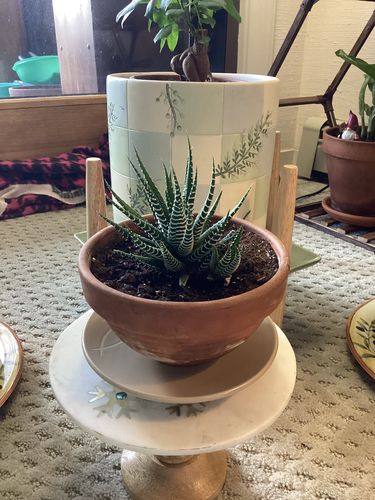 Customer photo review of Zebra Plant | Haworthia Fasciata