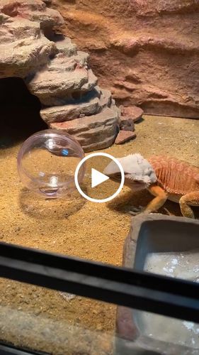 Customer video review of GrubTerra Fresh Black Soldier Fly Larvae for Reptiles