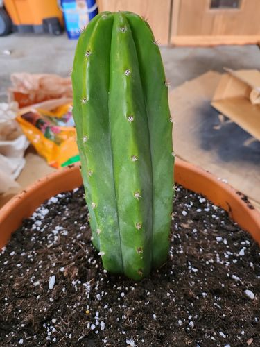 Customer photo review of San Pedro Cactus Cuttings | Trichocereus pachanoi Cuttings