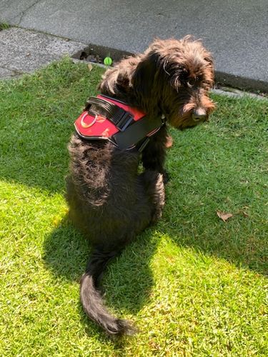 Customer photo review of No Pull Dog Harness Australia