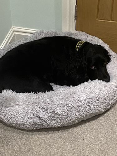 Customer photo review of Donut Dog Bed Calming Soft Comfy Anti Anxiety Plush Dog Bed
