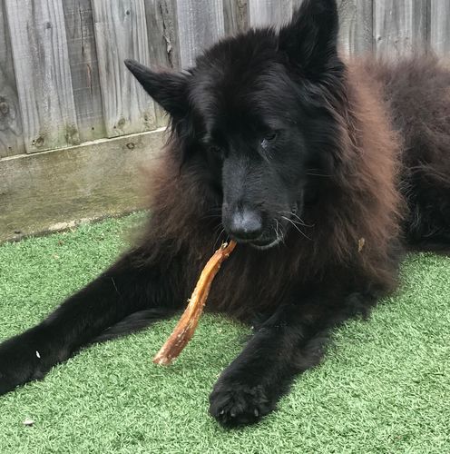 Customer photo review of Aussie Beef Tendons