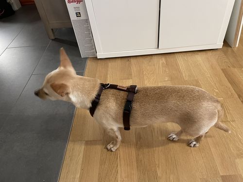 Customer photo review of Premium Hundegeschirr gepolstert