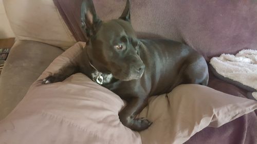 Customer photo review of Hemp Seed Oil for Dogs (200ml)
