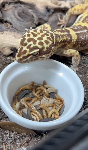 Customer photo review of GrubTerra Fresh Black Soldier Fly Larvae for Reptiles