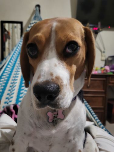 Customer photo review of Combo de Limpieza ( Oh My Dog + Recogedor) Membresía