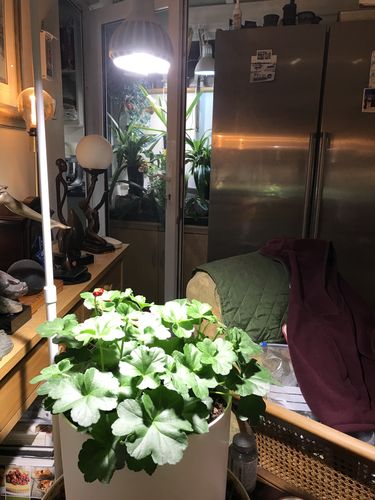 Customer photo review of Pianta Grow Light and Adjustable Floor Lamp Bundle