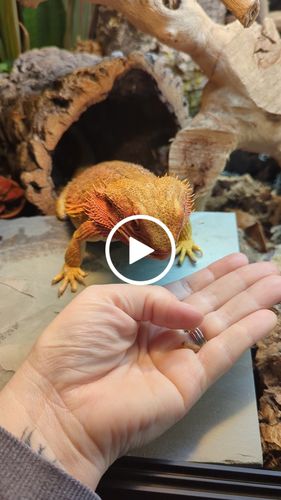 Customer video review of GrubTerra Fresh Black Soldier Fly Larvae for Reptiles