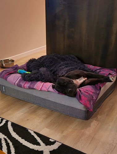 Customer photo review of Matching Calming Blanket