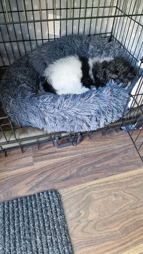 Customer photo review of Donut Dog Bed Calming Soft Comfy Anti Anxiety Plush Dog Bed