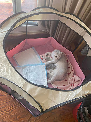 Customer photo review of Foldable Puppy Pop Up Playpen for Dog and Cat Indoor and Outdoor Use