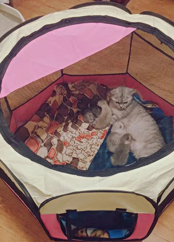 Customer photo review of Foldable Puppy Pop Up Playpen for Dog and Cat Indoor and Outdoor Use
