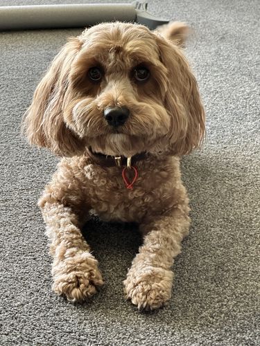 Customer photo review of Premium Chicken Chews