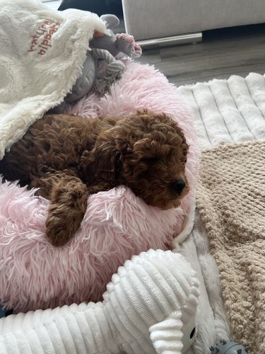 Customer photo review of Donut Dog Bed Calming Soft Comfy Anti Anxiety Plush Dog Bed