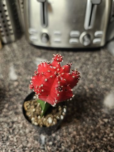 Customer photo review of Moon Cactus Red & Black | Gymnocalycium mihanovichii freidrichii
