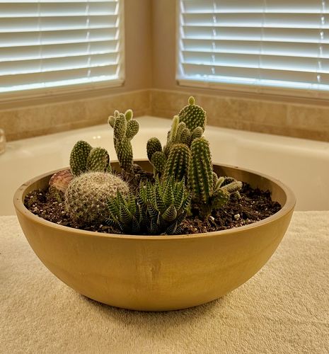 Customer photo review of Haworthiopsis coarctata