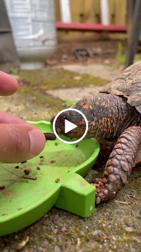 Customer video review of GrubTerra Fresh Black Soldier Fly Larvae for Reptiles