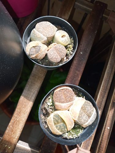 Customer photo review of Lithops | Living Stones