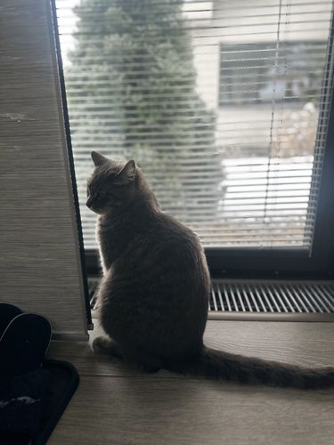 Customer photo review of KATZEN-HELDEN – 2er SET