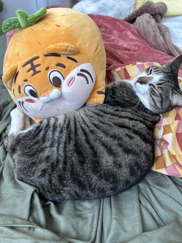 Customer photo review of Tiger Orange Plush Toy