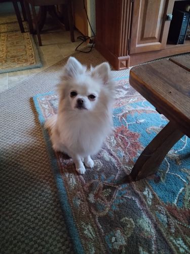 Customer photo review of 6-INCH STANDARD BULLY STICKS