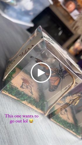 Customer video review of (4) Classic Chrysalis Boxes + FREE GIFT