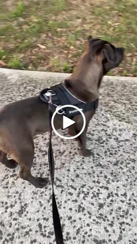 Customer video review of Dog Harness - Quick Fit Black