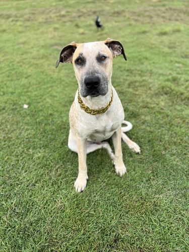 Customer photo review of Rogue Gold Chain 32mm