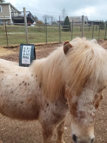 Customer photo review of Bourbon