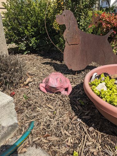 Customer photo review of Ribberta the Garden Frog *PREORDER*