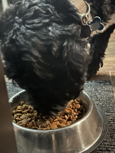 Customer photo review of Shay's Way Meal Topper (Atlantic Salmon)