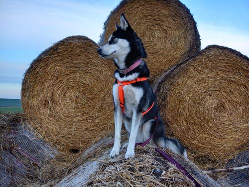 Customer photo review of PREMIUM Sicherheitsgeschirr gepolstert, Panikgeschirr