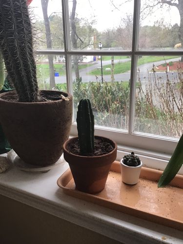 Customer photo review of San Pedro Cactus | Echinopsis pachanoi