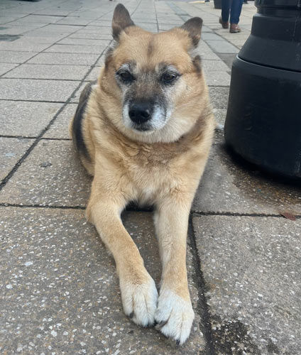 Customer photo review of No.1 CALM – NATÜRLICHES BERUHIGUNGSMITTEL HUNDE