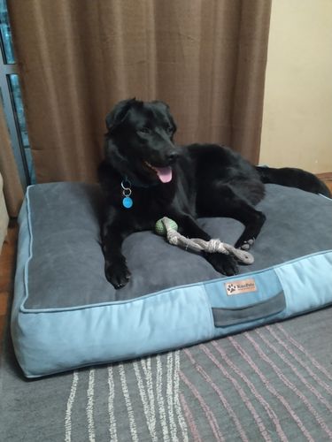 Customer photo review of Cama para mascota modelo origen Kuapets gris - azul petróleo