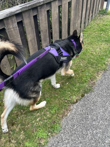 Customer photo review of No Pull Dog Harness Australia