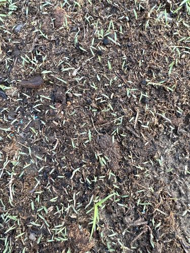 Customer photo review of GCI Turf Alpha Elite Bermuda Grass Seed
