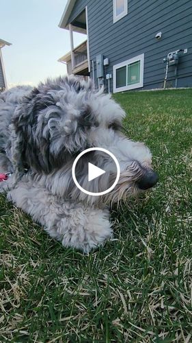 Customer video review of Savannah - Splinter-Free Ostrich Chunky Bones. Long-lasting, Natural Dog Gnaw Treat
