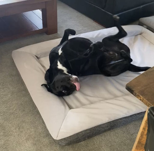 Customer photo review of Orthopaedic Memory Foam Bed